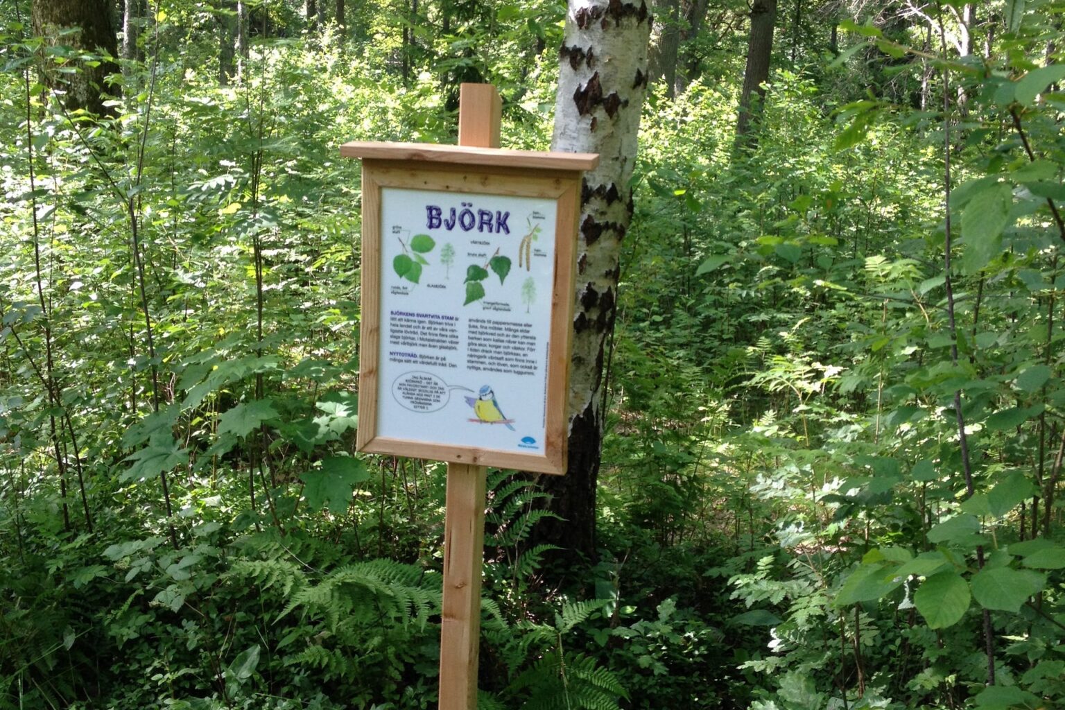 En informativ skylt om björkar står invid en skogsstig.