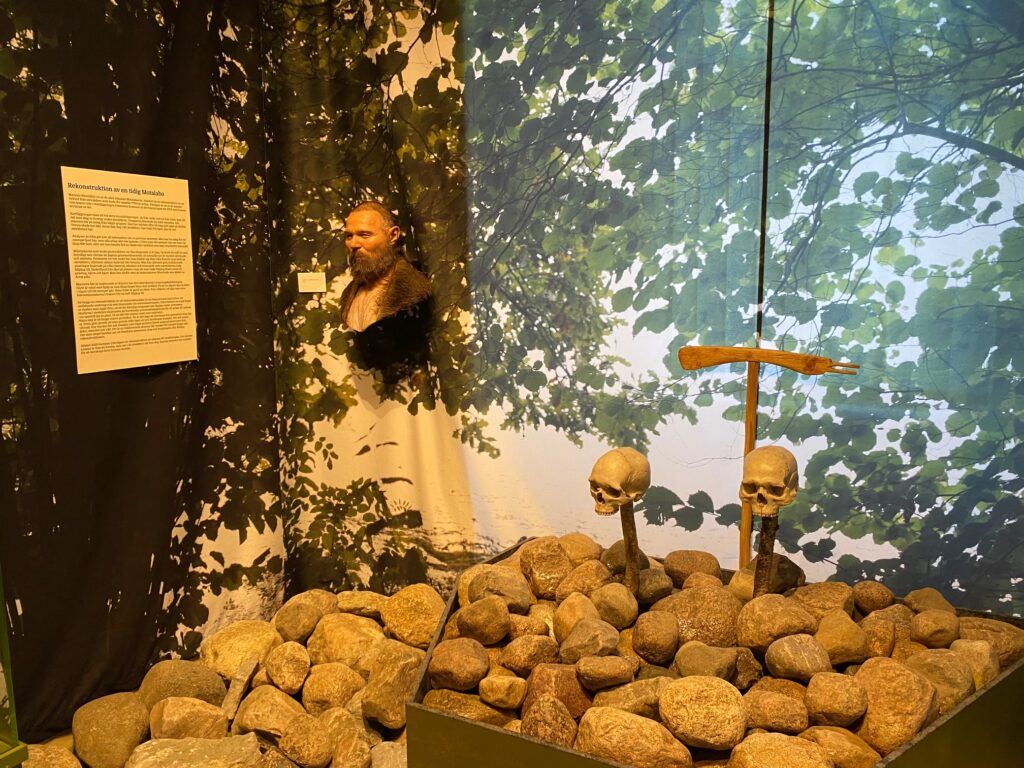 Kranier i stenrös inuti ett museum.