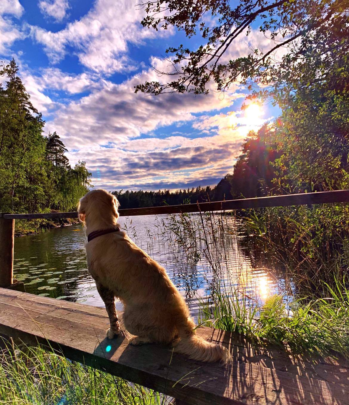 En hund står på en brygga och tittar ut över en skogssjö.