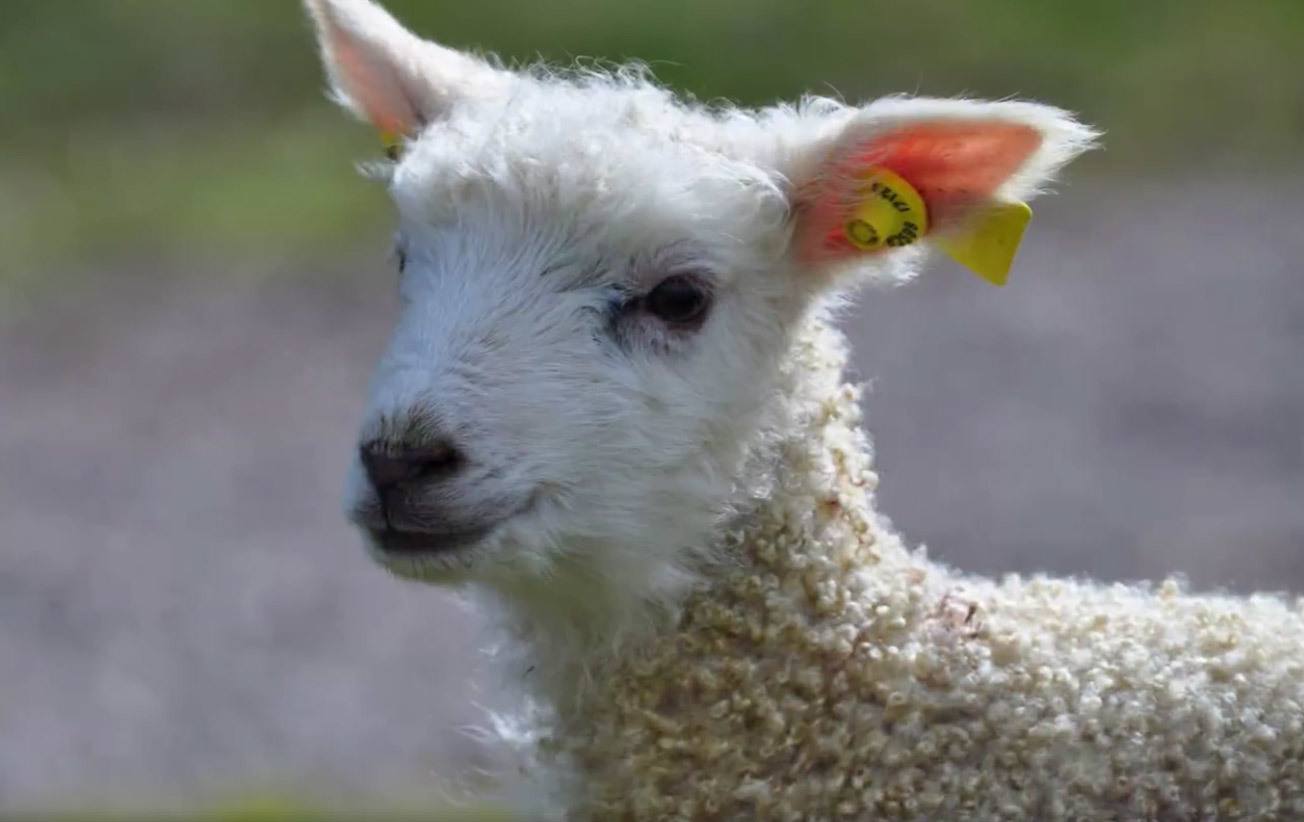 Närbild av ett lamm.