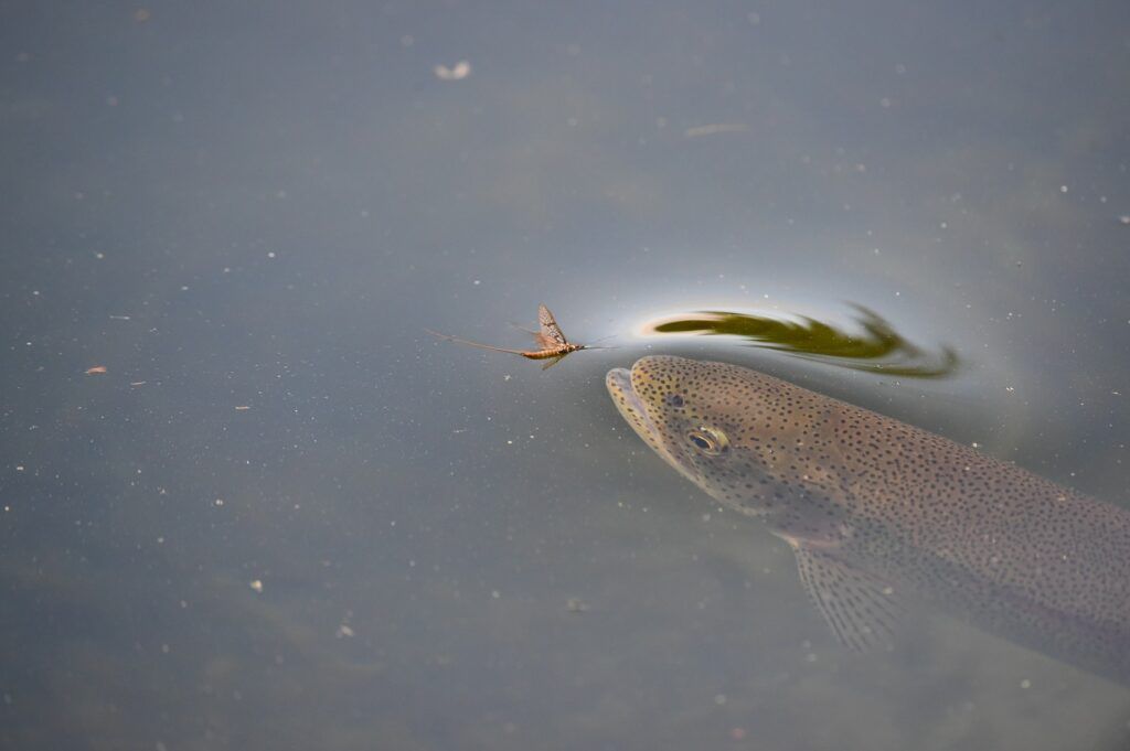 En fisk simmar under ytan, den är på väg att äta upp en insekt som flyter på ytan.
