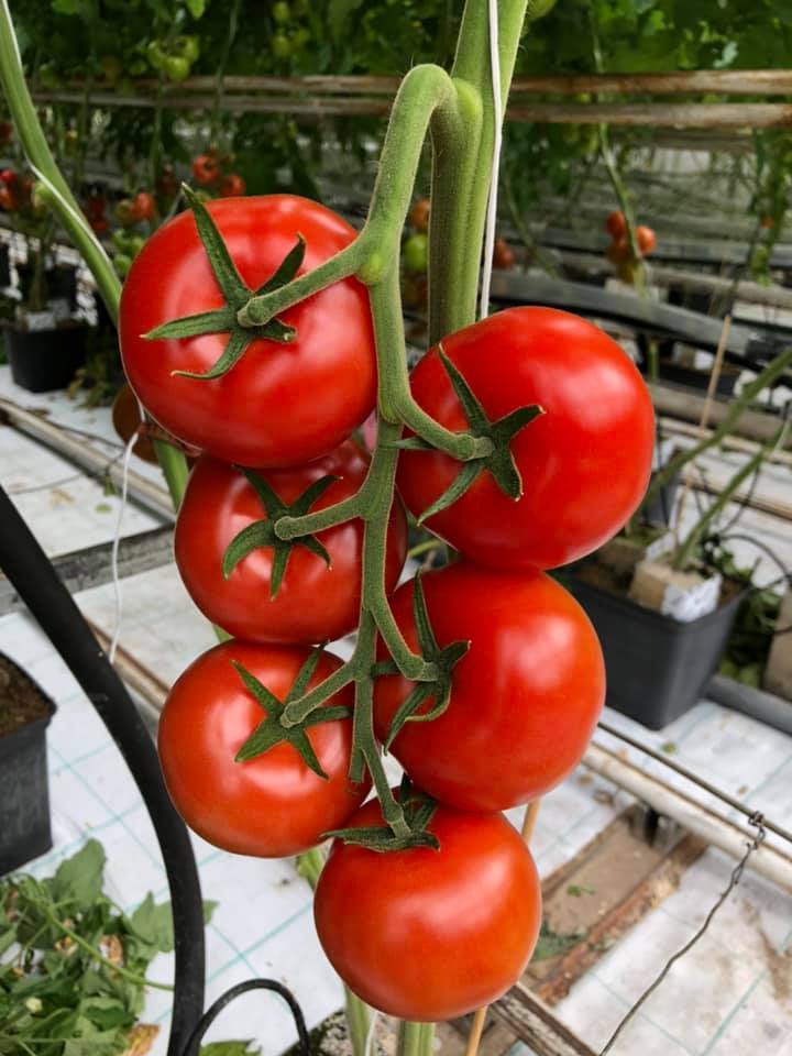 Tomater på buske.
