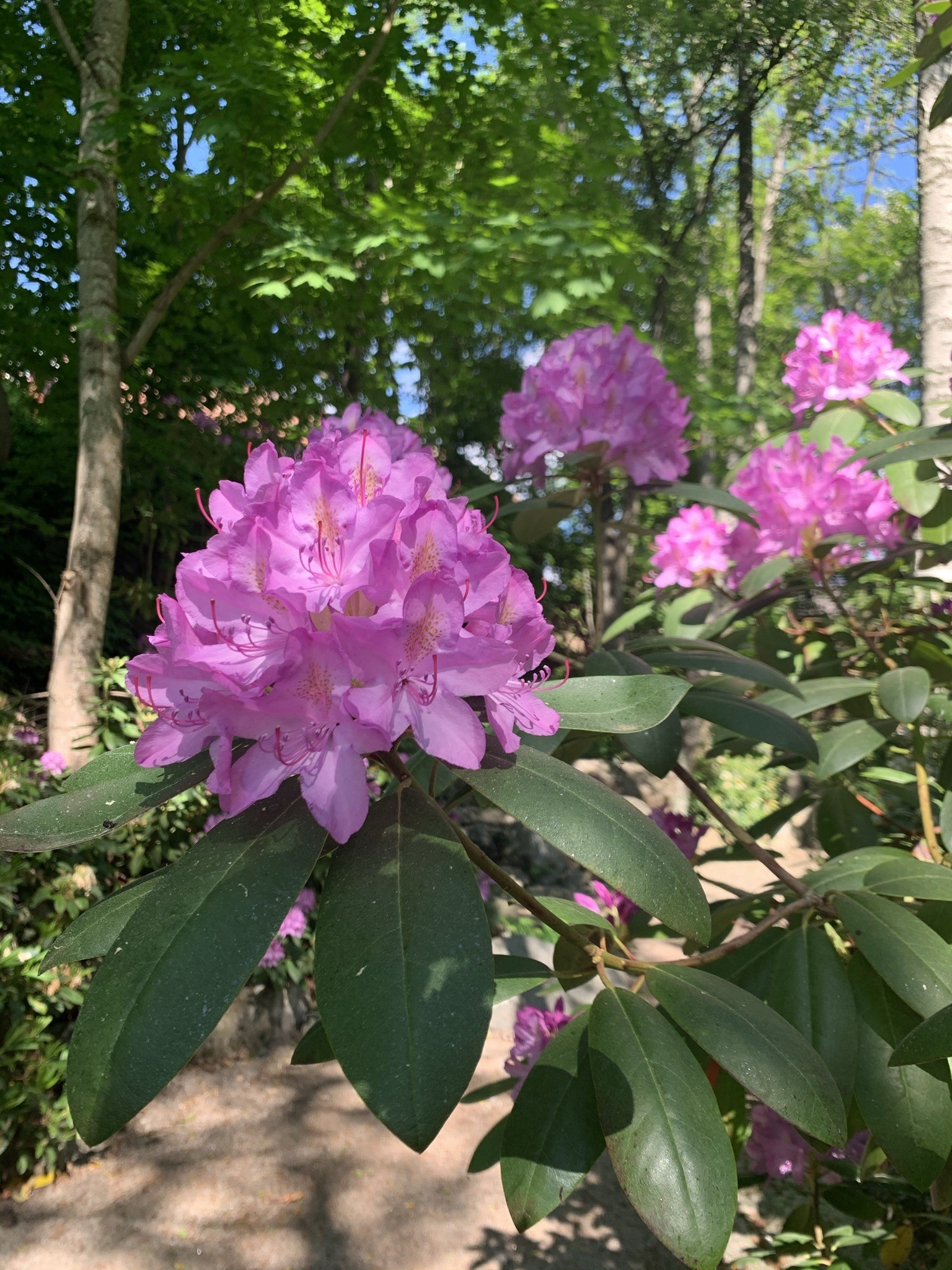 Lila rhododendronblommor.