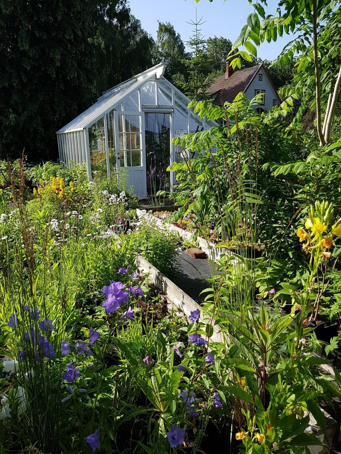 ett blomstrande land i bakgrund står ett växthus med dörren öppen