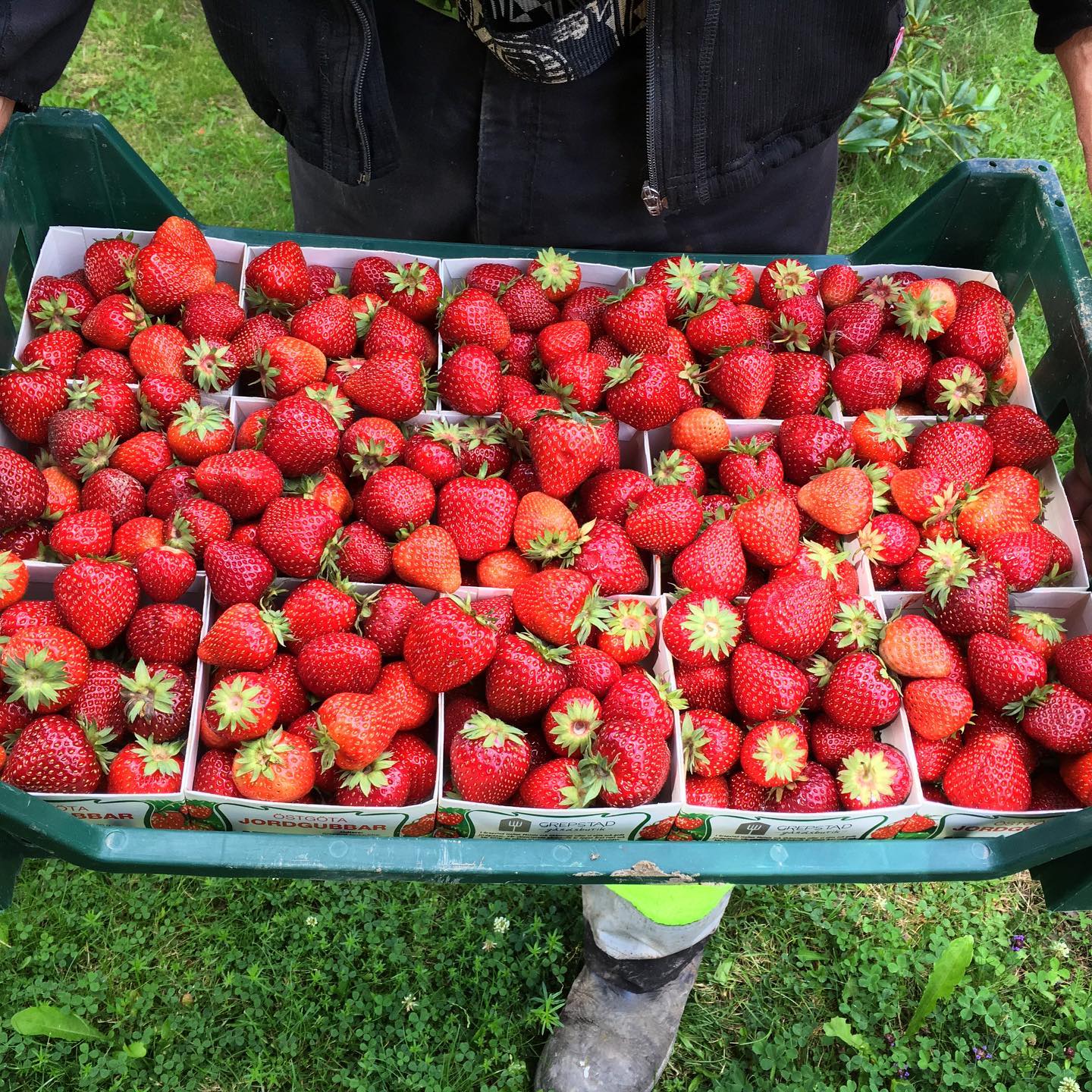 En back innehållandes 15 kartonger med knallröda jordgubbar.