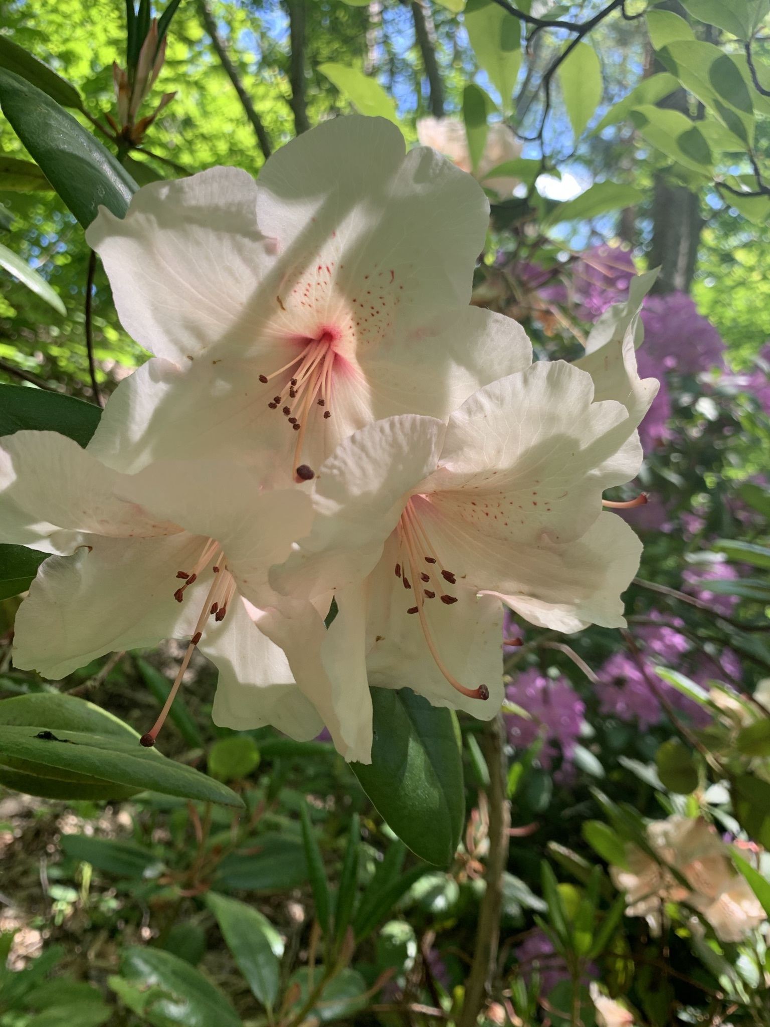 Vita rhododendronblommor.