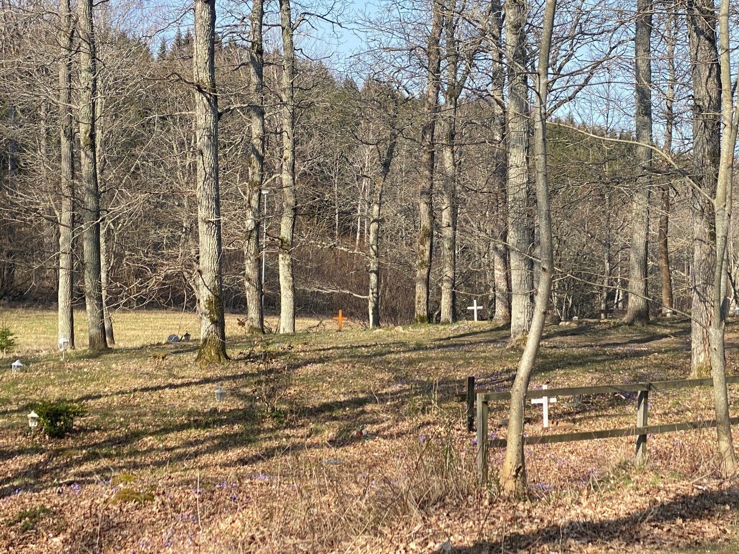 Djurkyrkogård i skog. Små kors är utspridda mellan träden.