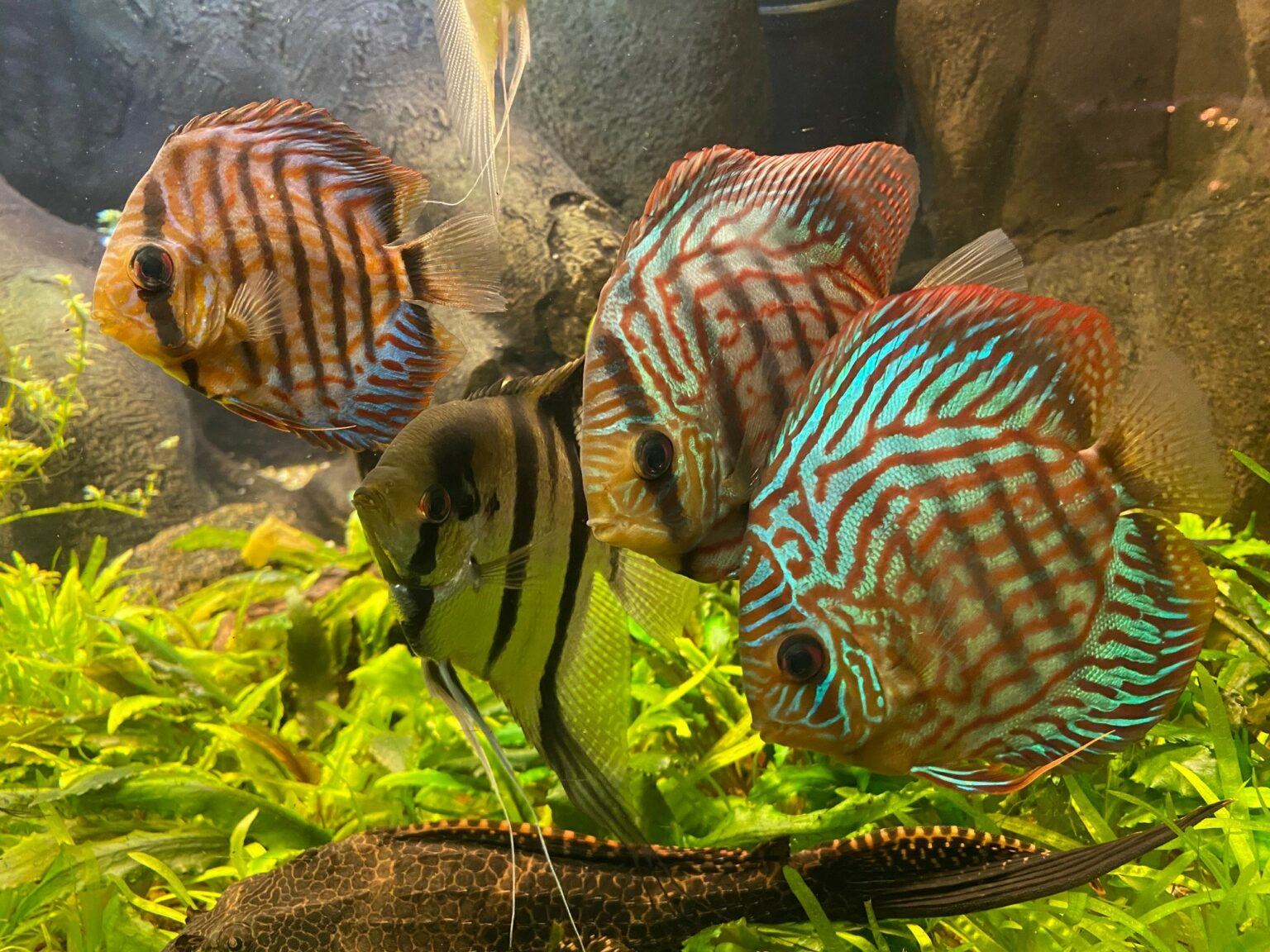 Fyra färgglada fiskar i akvarium
