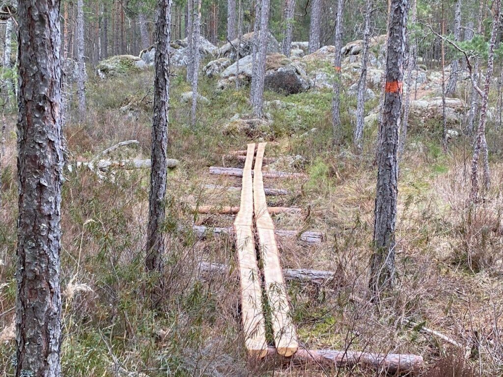 Spång som leder genom skogsparti