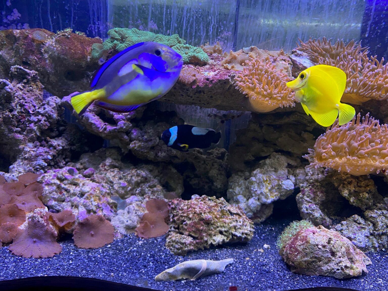 Färgglada fiskar i gult och blått akvarium
