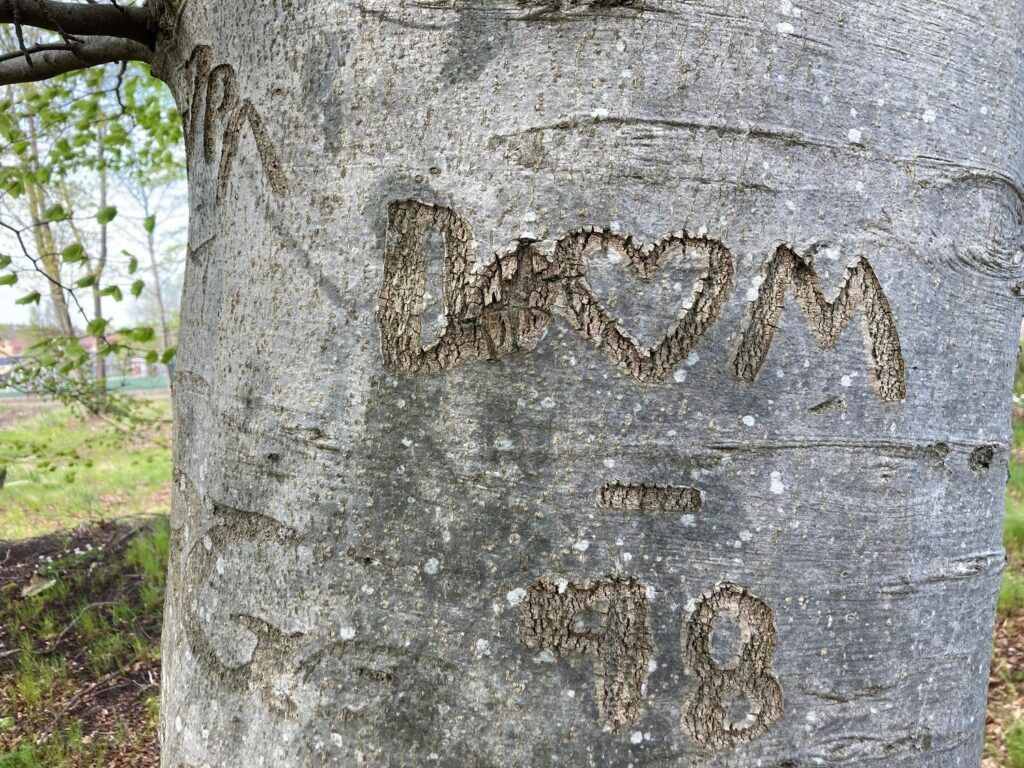 Bokträd med inristad text J hjärta M