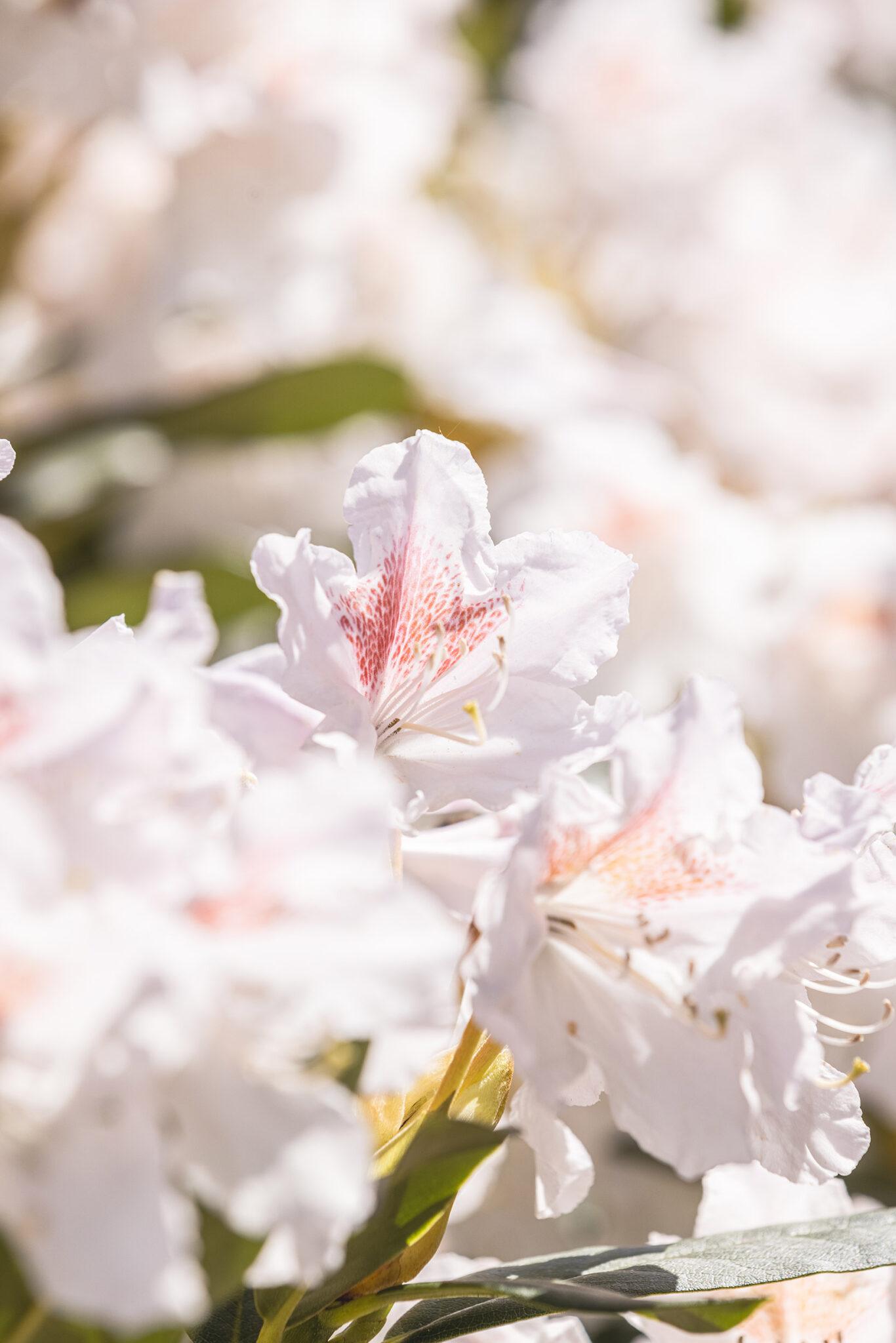 Närbild på en vit blomma med inslag av rosa