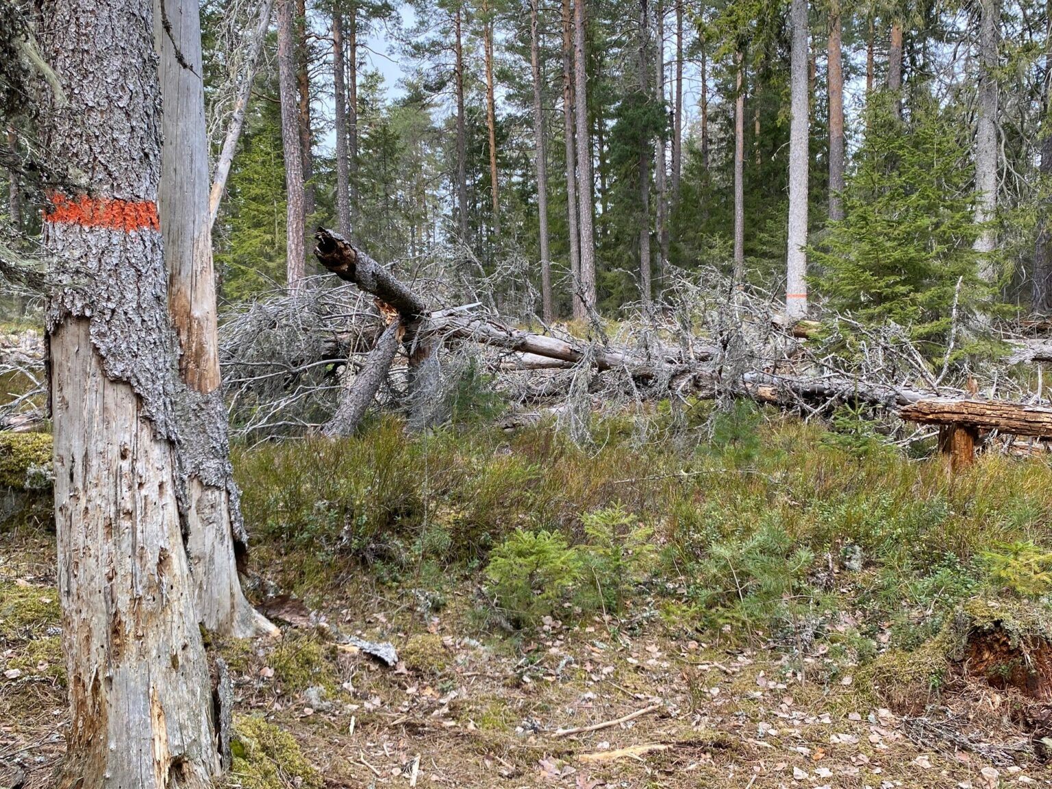 Fallna träd i ett skogsparti.