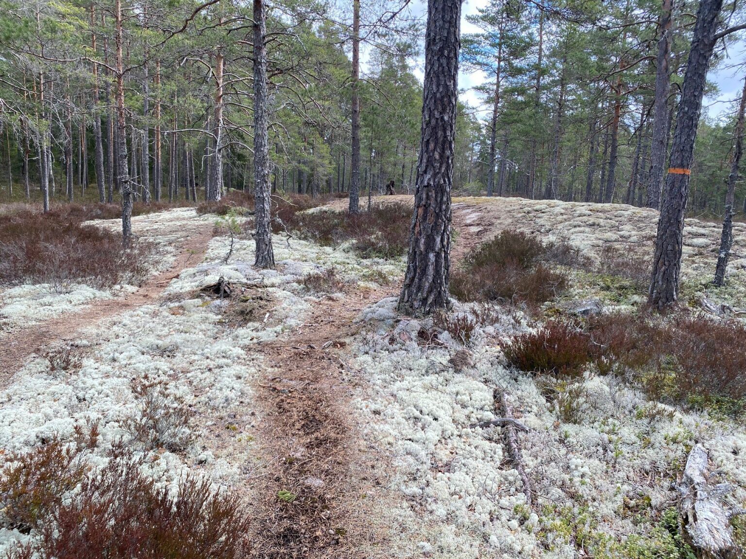 Ett skogsparti med tallar och massvis av vit mossa på marken.