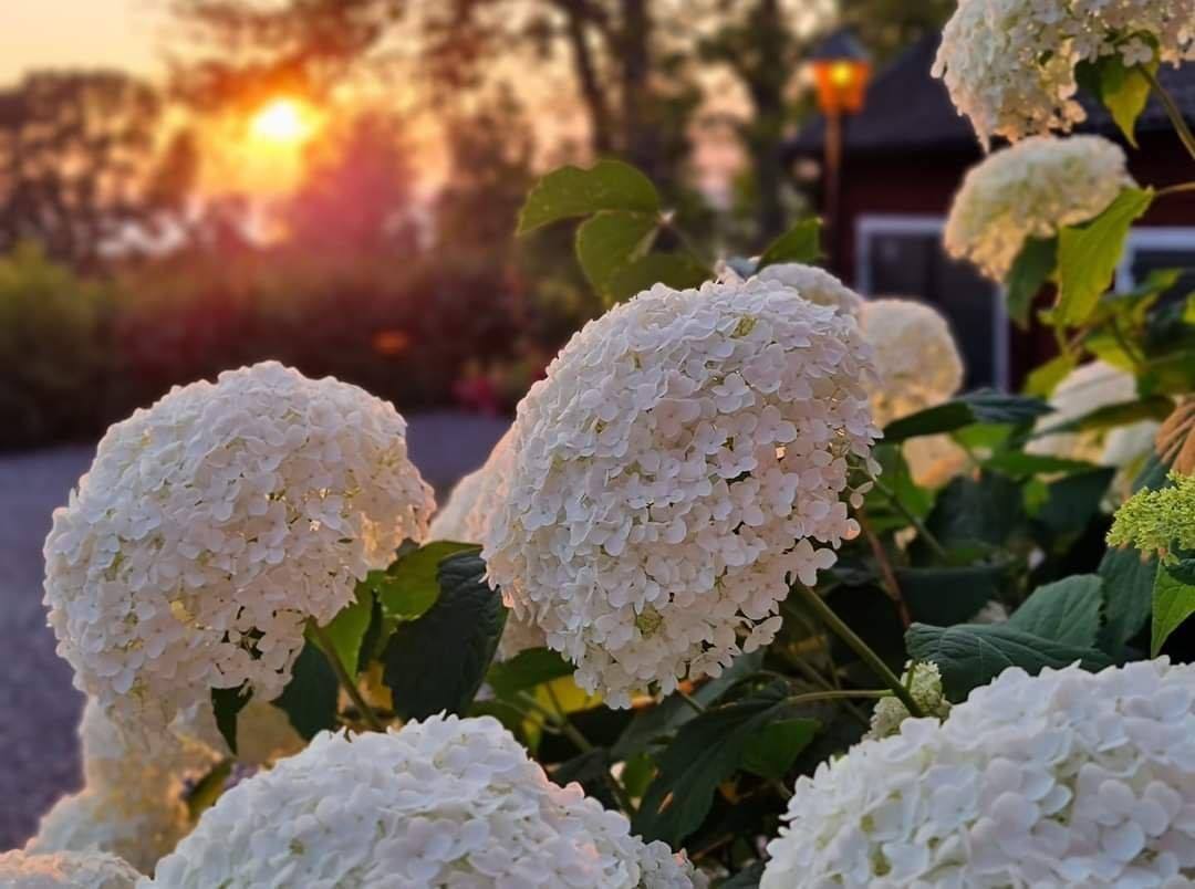 Vackra vitrosa blommor i närbild i solnedgångsljus.