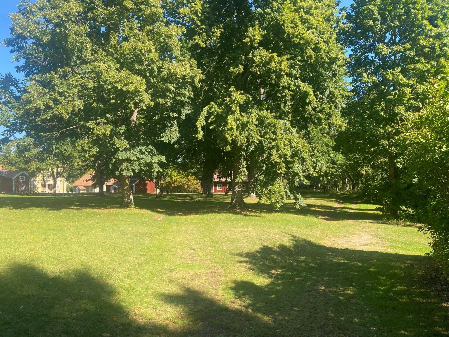 Flera stora träd står vid parkeringen till Medevi.