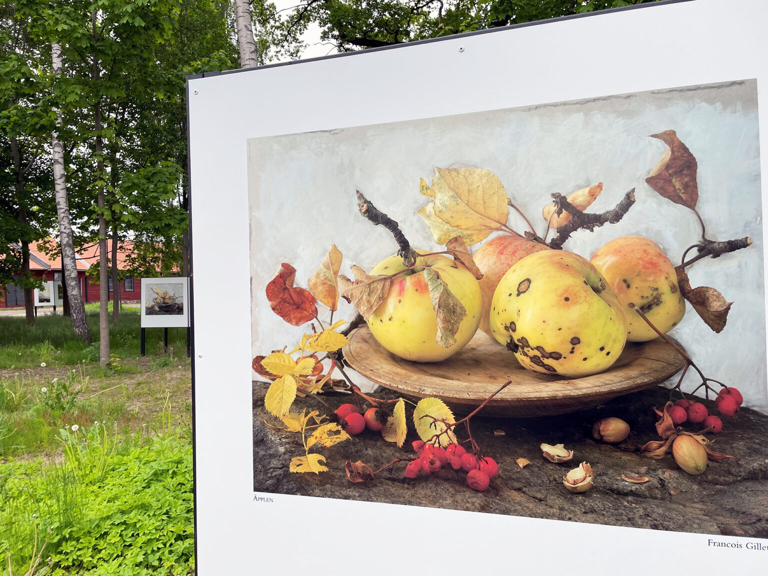 På de vita triangelformade skärmarna i Ringenparken syns olika typer av motiv från olika konstnärer. På skärmen i blickfånget ses flera fotograferade äpplen. rönnbär och löv i nedbrytning.