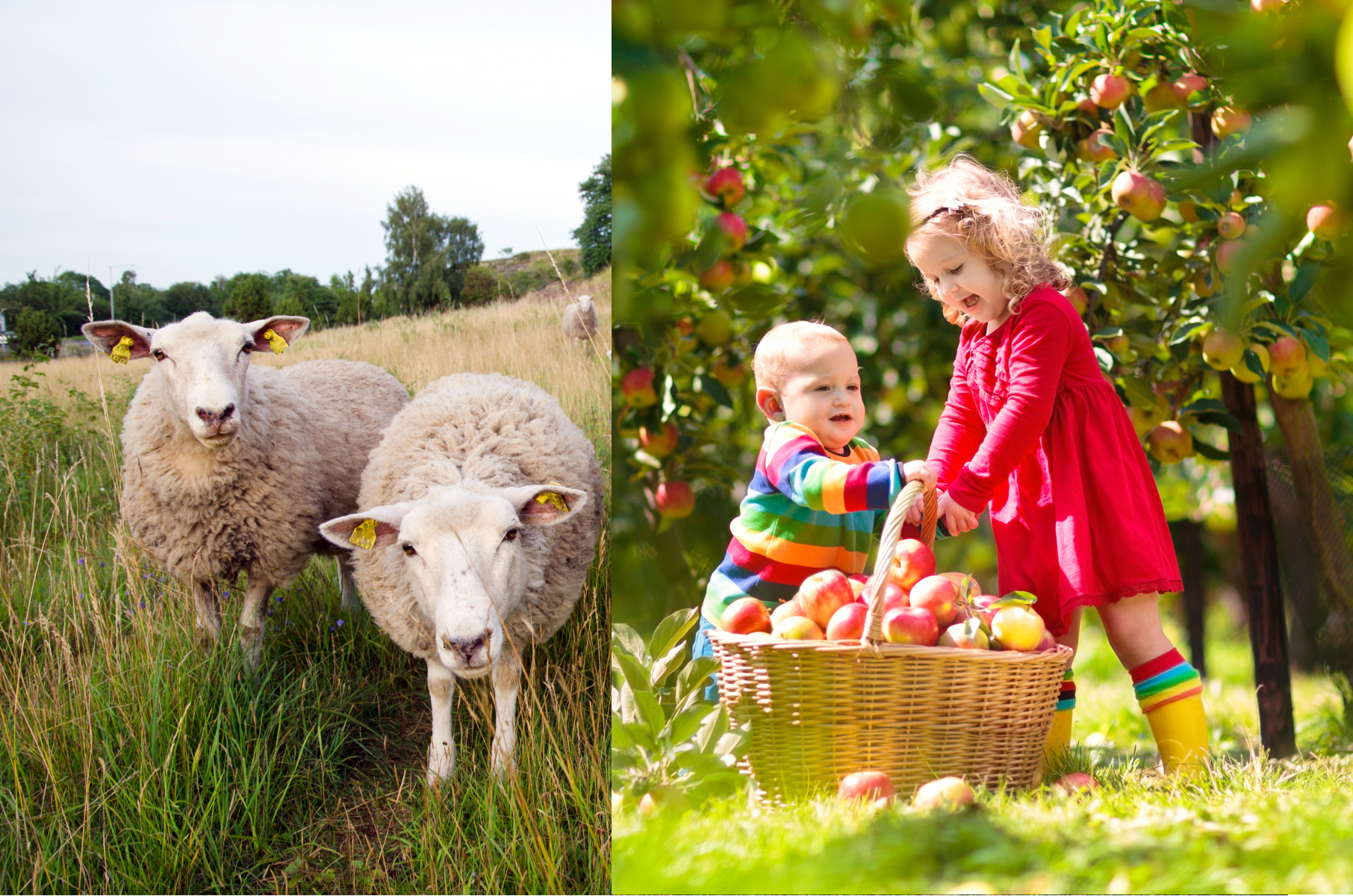 Ett montage av två bilder. Till vänster är två nyfikna får. Till höger ses två små barn intill en välfylld korg med nyplockade äpplen.