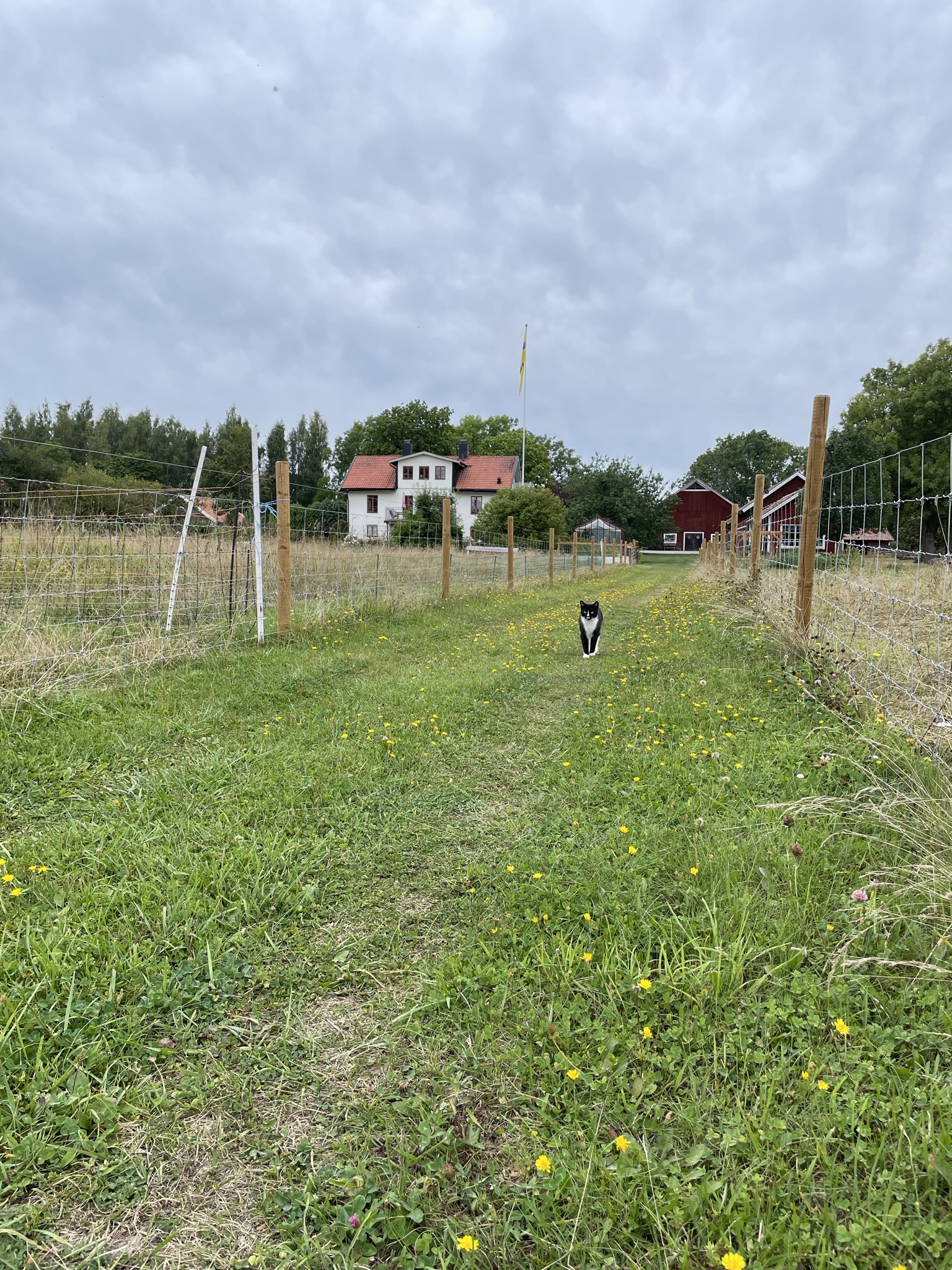 En katt står emellan två hagar på en grön stig. I bakgrunden skymtas ett vitt hus.