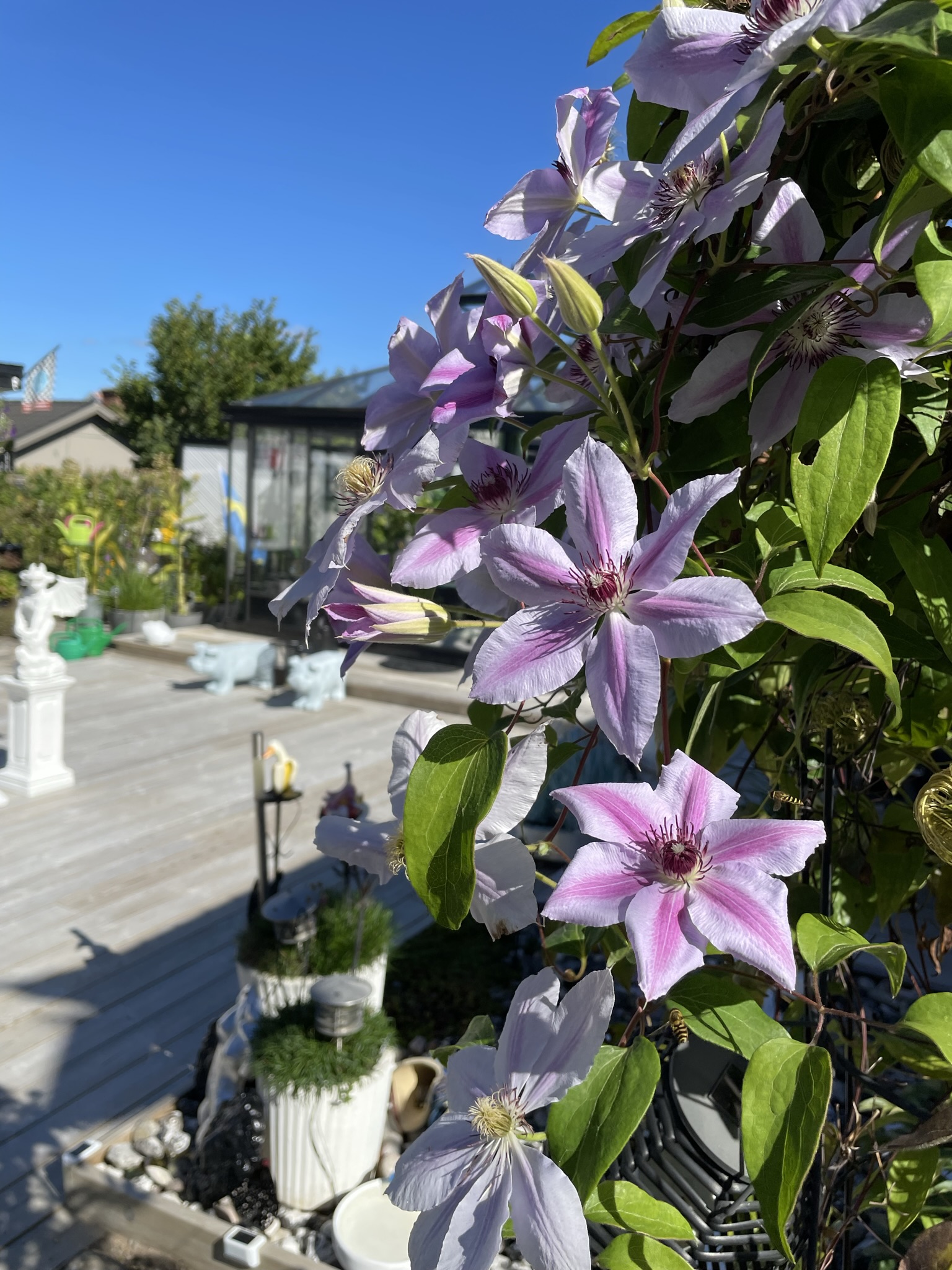 Vinnarhuset i tävlingen "Motalas häftigaste hem" 2022 tillhör Lord Mark Henriksson. I förgrunden syns vackra lila blommor.