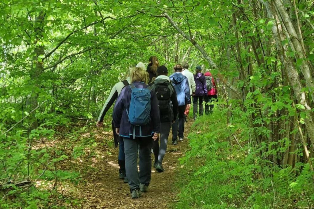 pilgrim i grönska beskuren