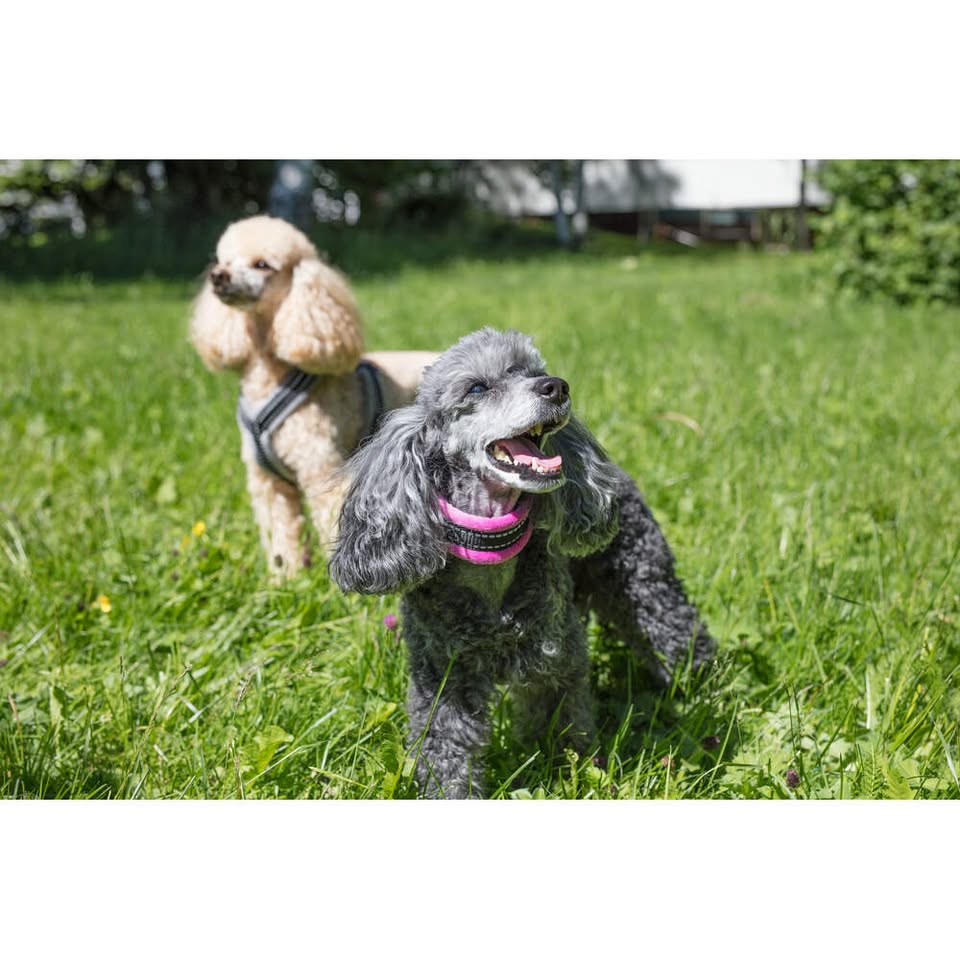 välgörenhetspromenad